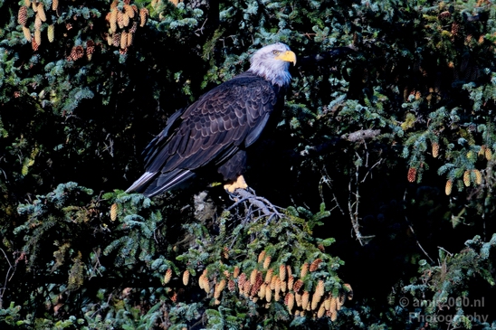 Bald_Eagle_Alaska_nature_Usa_Photography_007_Canon_EOS_5D_Mark_IV.JPG