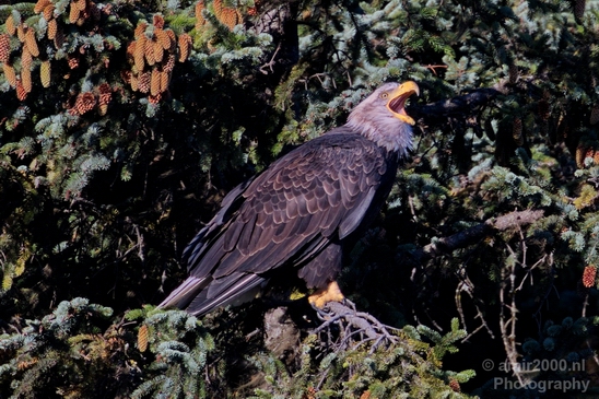 Bald_Eagle_Alaska_nature_Usa_Photography_008_Canon_EOS_5D_Mark_IV.JPG