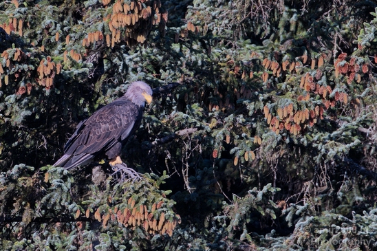 Bald_Eagle_Alaska_nature_Usa_Photography_009_Canon_EOS_5D_Mark_IV.JPG