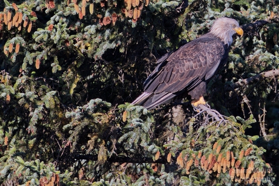 Bald_Eagle_Alaska_nature_Usa_Photography_011_Canon_EOS_5D_Mark_IV.JPG