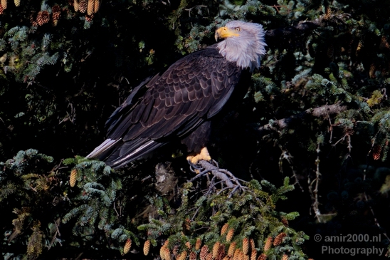 Bald_Eagle_Alaska_nature_Usa_Photography_014_Canon_EOS_5D_Mark_IV.JPG