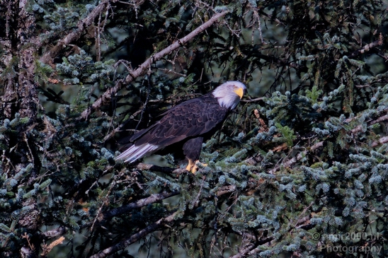 Bald_Eagle_Alaska_nature_Usa_Photography_018_Canon_EOS_5D_Mark_IV.JPG