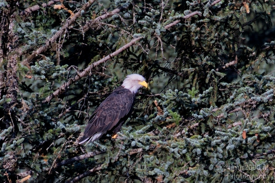 Bald_Eagle_Alaska_nature_Usa_Photography_020_Canon_EOS_5D_Mark_IV.JPG