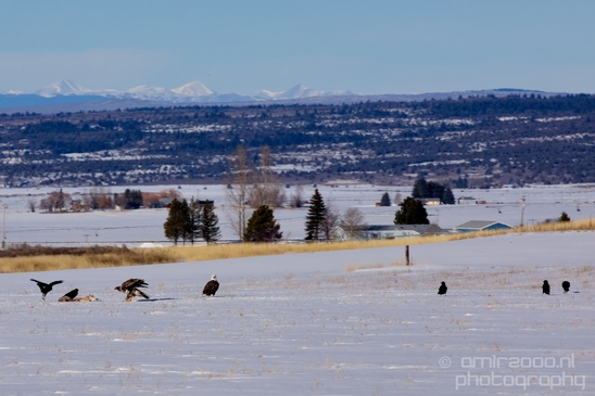 Bald_Eagle_Idaho_USA_nature_Photography_001_Canon_EOS_5D_Mark_IV.JPG