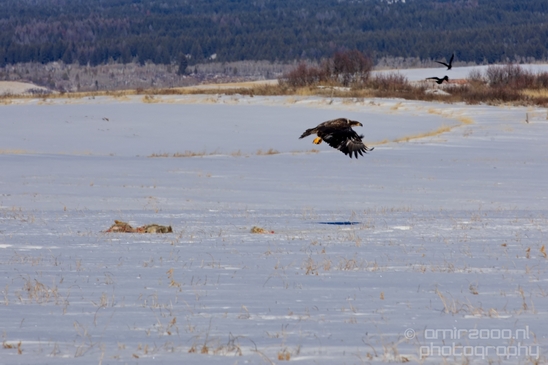 Bald_Eagle_Idaho_USA_nature_Photography_002_Canon_EOS_5D_Mark_IV.JPG