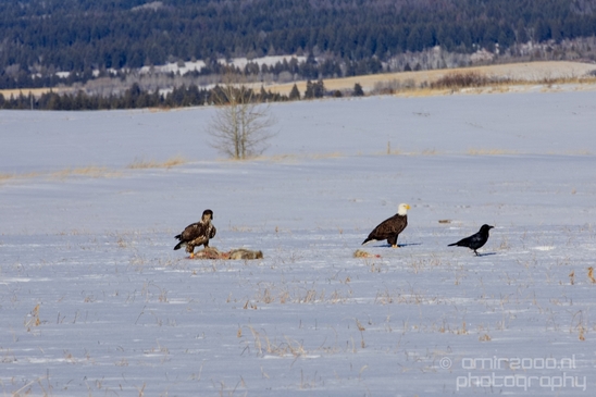 Bald_Eagle_Idaho_USA_nature_Photography_003_Canon_EOS_5D_Mark_IV.JPG