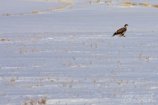 Bald_Eagle_Idaho_USA_nature_Photography_004_Canon_EOS_5D_Mark_IV.JPG