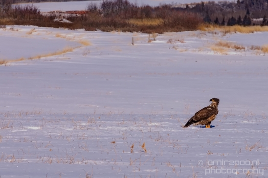 Bald_Eagle_Idaho_USA_nature_Photography_005_Canon_EOS_5D_Mark_IV.JPG
