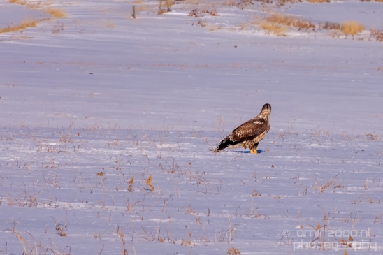Bald_Eagle_Idaho_USA_nature_Photography_006_Canon_EOS_5D_Mark_IV.JPG