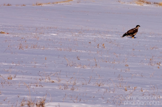 Bald_Eagle_Idaho_USA_nature_Photography_007_Canon_EOS_5D_Mark_IV.JPG