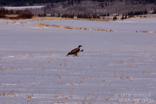 Bald_Eagle_Idaho_USA_nature_Photography_008_Canon_EOS_5D_Mark_IV.JPG