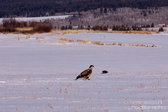 Bald_Eagle_Idaho_USA_nature_Photography_009_Canon_EOS_5D_Mark_IV.JPG
