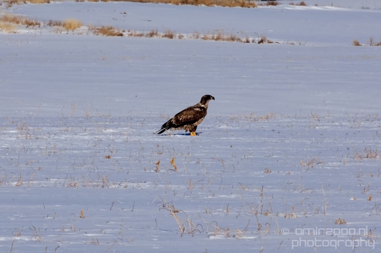 Bald_Eagle_Idaho_USA_nature_Photography_010_Canon_EOS_5D_Mark_IV.JPG