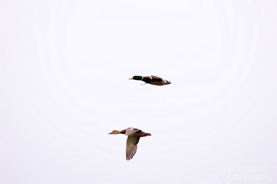 Birds_Ducks_Des_Moines_Beach_Park_Seattle_Southside_Washington_state_nature_Usa_Photography_001_Canon_EOS_5D_Mark_IV.JPG