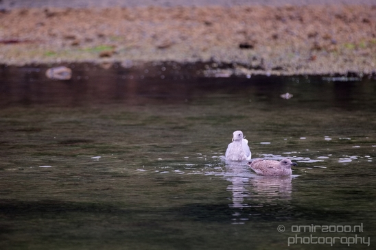 Birds_Ducks_Des_Moines_Beach_Park_Seattle_Southside_Washington_state_nature_Usa_Photography_002_Canon_EOS_5D_Mark_IV.JPG