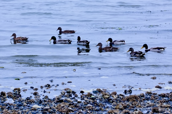 Birds_Ducks_Des_Moines_Beach_Park_Seattle_Southside_Washington_state_nature_Usa_Photography_003_Canon_EOS_5D_Mark_IV.JPG