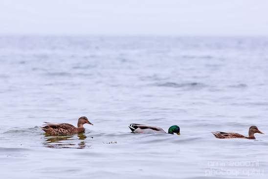 Birds_Ducks_Des_Moines_Beach_Park_Seattle_Southside_Washington_state_nature_Usa_Photography_004_Canon_EOS_5D_Mark_IV.JPG