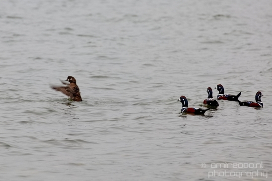 Birds_Ducks_Des_Moines_Beach_Park_Seattle_Southside_Washington_state_nature_Usa_Photography_007_Canon_EOS_5D_Mark_IV.JPG