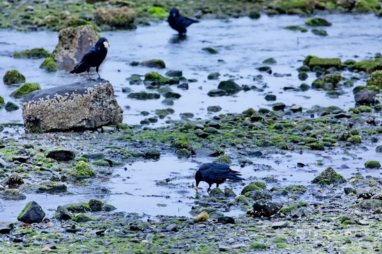 Birds_Ducks_Des_Moines_Beach_Park_Seattle_Southside_Washington_state_nature_Usa_Photography_012_Canon_EOS_5D_Mark_IV.JPG