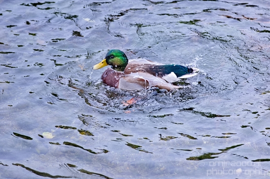 Birds_Ducks_Des_Moines_Beach_Park_Seattle_Southside_Washington_state_nature_Usa_Photography_013_Canon_EOS_5D_Mark_IV.JPG