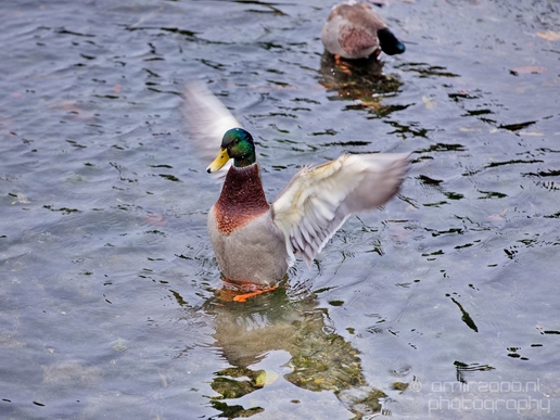 Birds_Ducks_Des_Moines_Beach_Park_Seattle_Southside_Washington_state_nature_Usa_Photography_014_Canon_EOS_5D_Mark_IV.JPG