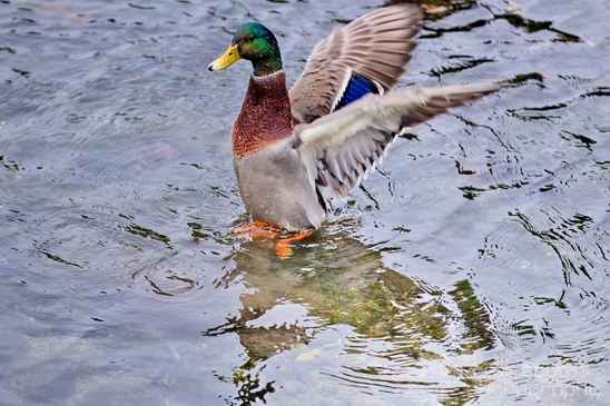 Birds_Ducks_Des_Moines_Beach_Park_Seattle_Southside_Washington_state_nature_Usa_Photography_015_Canon_EOS_5D_Mark_IV.JPG