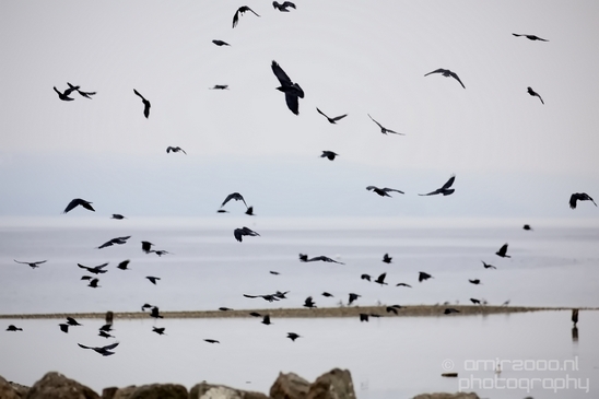 Birds_Ducks_Des_Moines_Beach_Park_Seattle_Southside_Washington_state_nature_Usa_Photography_016_Canon_EOS_5D_Mark_IV.JPG