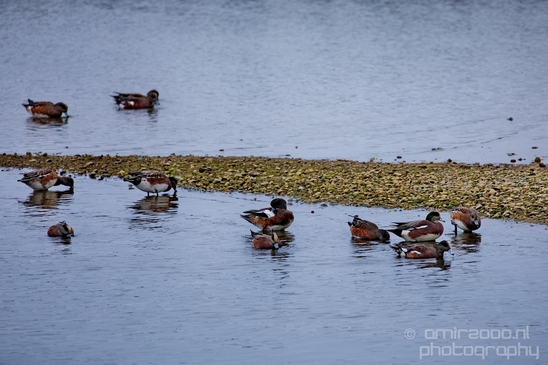 Birds_Ducks_Des_Moines_Beach_Park_Seattle_Southside_Washington_state_nature_Usa_Photography_018_Canon_EOS_5D_Mark_IV.JPG