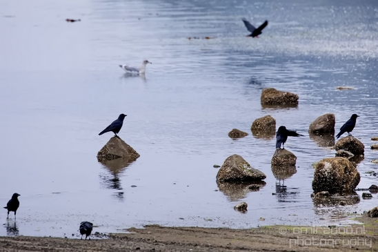 Birds_Ducks_Des_Moines_Beach_Park_Seattle_Southside_Washington_state_nature_Usa_Photography_019_Canon_EOS_5D_Mark_IV.JPG