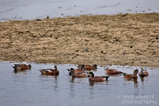 Birds_Ducks_Des_Moines_Beach_Park_Seattle_Southside_Washington_state_nature_Usa_Photography_021_Canon_EOS_5D_Mark_IV.JPG