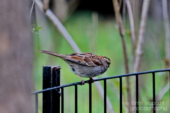 Birds_nature_Central_park_NYC_USA_Photography_001_Canon_EOS_5D_Mark_IV.JPG