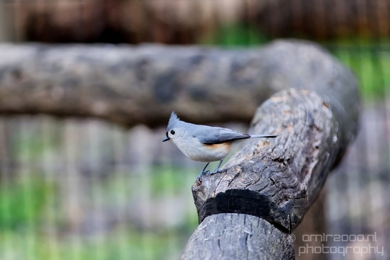 Birds_nature_Central_park_NYC_USA_Photography_002_Canon_EOS_5D_Mark_IV.JPG