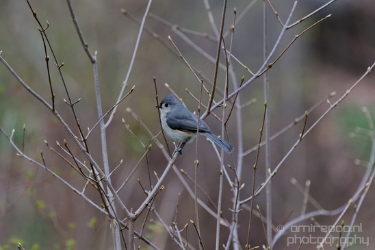 Birds_nature_Central_park_NYC_USA_Photography_003_Canon_EOS_5D_Mark_IV.JPG