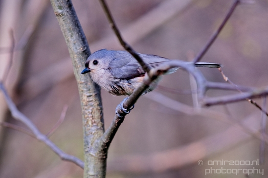 Birds_nature_Central_park_NYC_USA_Photography_005_Canon_EOS_5D_Mark_IV.JPG