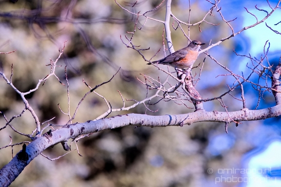 Birds_nature_Idaho_Falls_USA_Photography_001_Canon_EOS_5D_Mark_IV.JPG