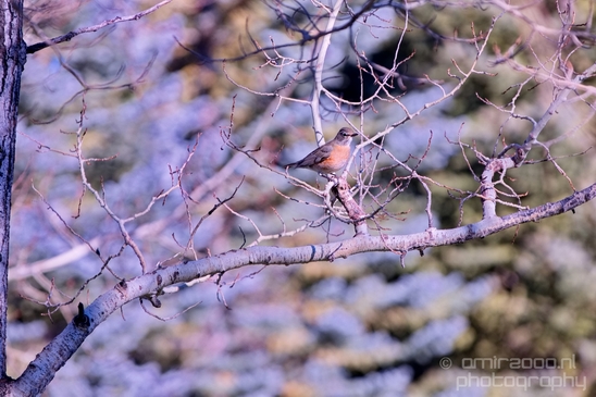 Birds_nature_Idaho_Falls_USA_Photography_002_Canon_EOS_5D_Mark_IV.JPG