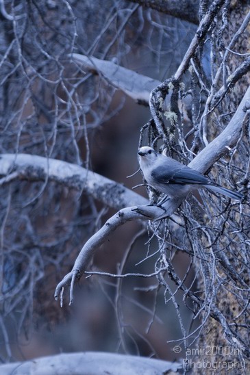 Birds_usa_Photography_002_Canon_EOS_7D.JPG