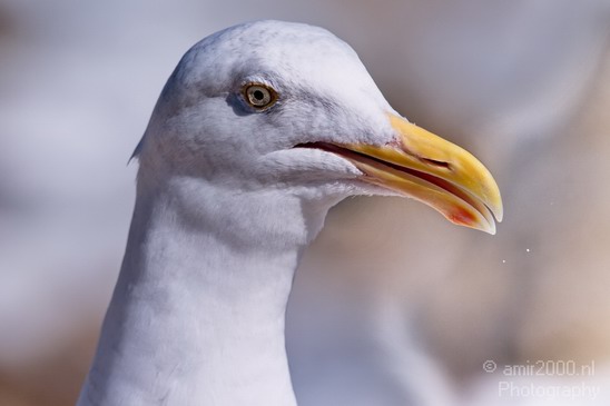 Birds_usa_Photography_013_Canon_EOS_7D.JPG