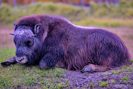 Bison_Alaska_wild_life_nature_Usa_Photography_001_Canon_EOS_5D_Mark_IV.JPG