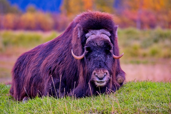 Bison_Alaska_wild_life_nature_Usa_Photography_002_Canon_EOS_5D_Mark_IV.JPG