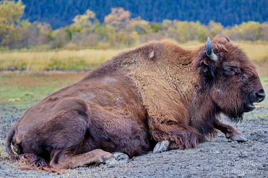 Bison_Alaska_wild_life_nature_Usa_Photography_003_Canon_EOS_5D_Mark_IV.JPG