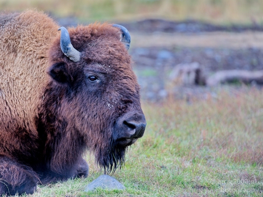Bison_Alaska_wild_life_nature_Usa_Photography_004_Canon_EOS_5D_Mark_IV.JPG