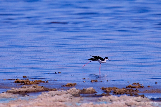 Black_necked_stilt_Salton_Sea_California_landscape_nature_fall_autumn_Usa_Photography_001_Canon_EOS_5D_Mark_IV.JPG