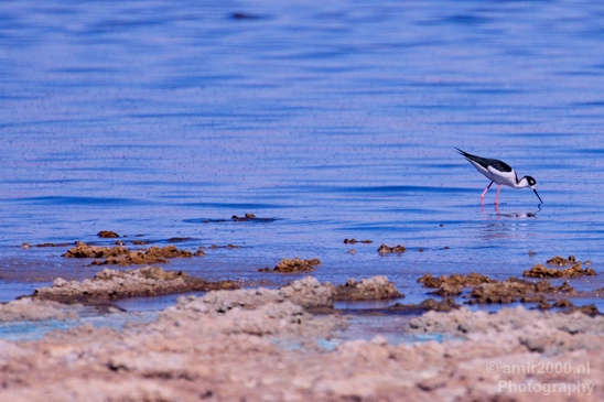 Black_necked_stilt_Salton_Sea_California_landscape_nature_fall_autumn_Usa_Photography_002_Canon_EOS_5D_Mark_IV.JPG