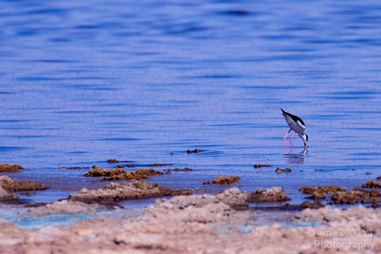 Black_necked_stilt_Salton_Sea_California_landscape_nature_fall_autumn_Usa_Photography_003_Canon_EOS_5D_Mark_IV.JPG