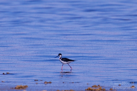 Black_necked_stilt_Salton_Sea_California_landscape_nature_fall_autumn_Usa_Photography_004_Canon_EOS_5D_Mark_IV.JPG