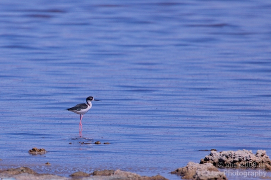 Black_necked_stilt_Salton_Sea_California_landscape_nature_fall_autumn_Usa_Photography_005_Canon_EOS_5D_Mark_IV.JPG