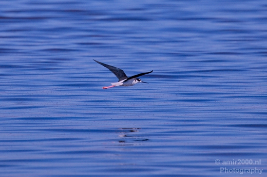 Black_necked_stilt_Salton_Sea_California_landscape_nature_fall_autumn_Usa_Photography_006_Canon_EOS_5D_Mark_IV.JPG