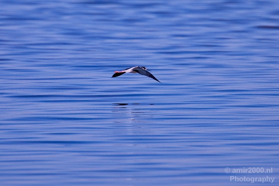 Black_necked_stilt_Salton_Sea_California_landscape_nature_fall_autumn_Usa_Photography_007_Canon_EOS_5D_Mark_IV.JPG