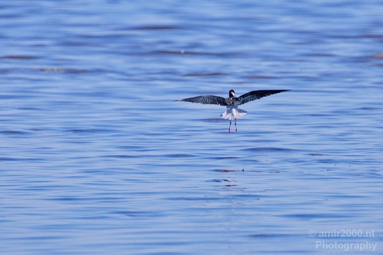 Black_necked_stilt_Salton_Sea_California_landscape_nature_fall_autumn_Usa_Photography_008_Canon_EOS_5D_Mark_IV.JPG